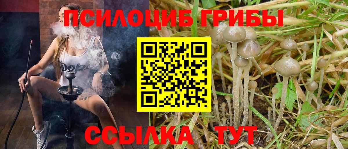 Псилоцибиновые грибы Psilocybe Карасук